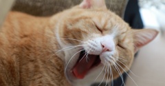 ほっとしてゆるむ猫。