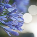 梅雨の花 咲き誇る