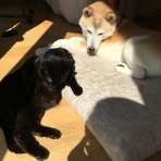 うちの動物チーム【イヌネコまんが】