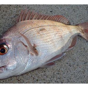 エギマルを使ってエギング修行 前編 私が思うところ Gクラ使いでtklm信者で