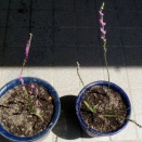 ねじ花が咲いています
