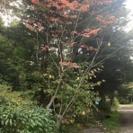 かえるのひとりごと