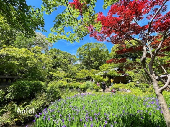 根津美術館と燕子花