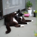 ねことアパートと1人暮らし～とらやんとおらと～