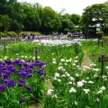 馬見丘陵公園の花菖蒲と紫陽花２０２６