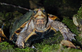 自称環境研究者の中国人ら4人、沖縄で絶滅危惧種のカメなどを乱獲・密輸しようとして再逮捕！その数なんと・・・