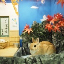 11月20日のグルーミングフォト