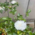 そんな穏やかな毎日