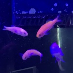 猫吉の海水魚日記