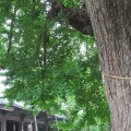 蔵出し画像2026鑁阿寺のアオバズク5🦉📸（足利市）