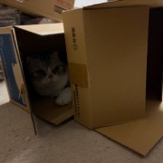 ケイの通院後の変化とななの血液検査の結果