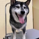 柴犬　シャンプーセット　守山総本店　松尾