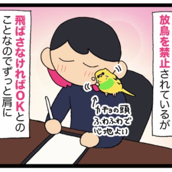 はばたき禁止 カチョさんの放鳥ルーティン