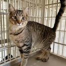 里親さんを待ってる猫たち(2/21)