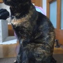 美フォルム猫と増量飼い主