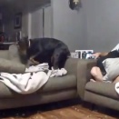 家の中で走っちゃいけないって私は言いましたよね？犬と一緒に室内で遊んでいると・・・。海外の反応