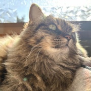 【猫写真】あたたかい所で居たいマロ