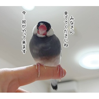 ジル、放鳥直後の儀式