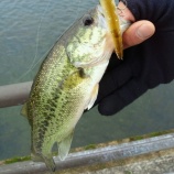 『12月18日 琵琶湖・ハマスペ折れた』の画像