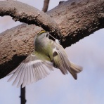 野鳥は可愛い♪ ２