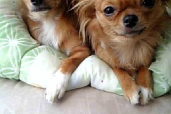 ワンドル 我が家のｱｲﾄﾞﾙ ﾁﾜﾜｰｽﾞ