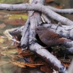 野鳥は可愛い♪ ２