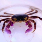 『10月17日(金)熱帯魚入荷情報🐟』の画像