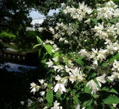 #4988 見わたせば波のしがらみかけてけり卯の花さける玉川の里