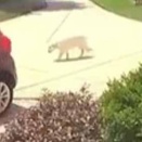 イヌとお姉さんがお家に帰ってきた。あれ？どこいった？ → ふたりは同時にこうなった…