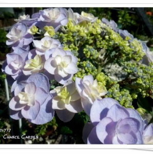 ガーデニングと気まぐれ散歩と熱帯魚