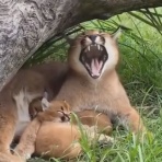 ネコろが～る！！