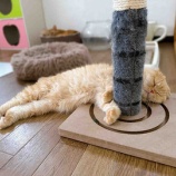 『ガリガリ君と猫たち。真夏のシェルター☀️』の画像