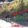 ねこをさがす👀になっておりまして・・・。