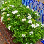  花好きおばあさんの　園芸ボランティア日記