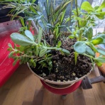 食いしん坊bananaの豊明食べ歩き日記
