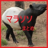 『楽天お買い物マラソン【1月9日~16日】エントリー&クーポンまとめ』の画像