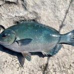 三浦半島週末磯釣りのブログblog