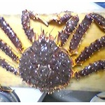 タラバガニが真っ青だった！　…エイリアンにしか見えない【地球ヤバすぎ】