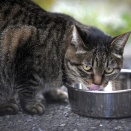 やさしいねこ　１０