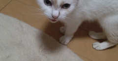 実物のﾈｺﾁｬﾝたちセカンド279