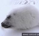 アザラシ、腹が引っかかり氷の穴にはまる  ロシア