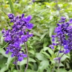 畑と音楽と囲碁と．．．日々是好日