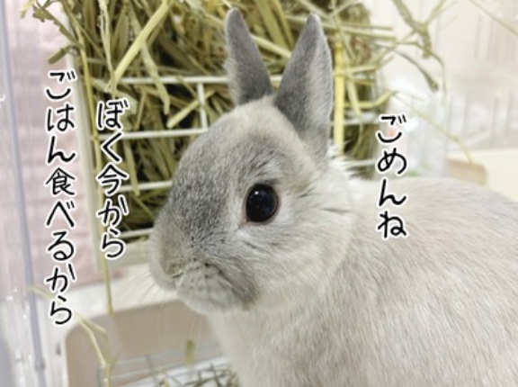 うさぎのルリ(2/21追記)