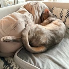 枕を縦に使うぼくちん