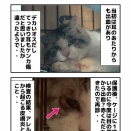 デカいシャー猫 その後
