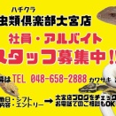 爬虫類倶楽部 大宮店　スタッフ募集のお知らせ