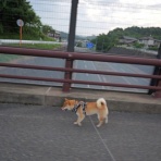 柴わんこと暮らす日々