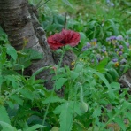 ブルーガーデンと花育て