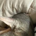 枕を縦に使うぼくちん