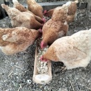 こっこ🐔🐔🐔　５歳になった【キツネ🦊の予感】